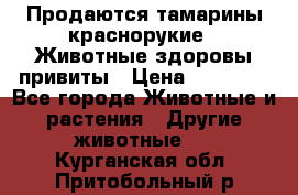Продаются тамарины краснорукие . Животные здоровы привиты › Цена ­ 85 000 - Все города Животные и растения » Другие животные   . Курганская обл.,Притобольный р-н